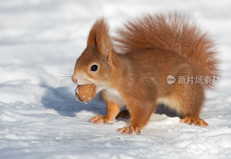 冬季红松鼠(Sciurus vulgaris)